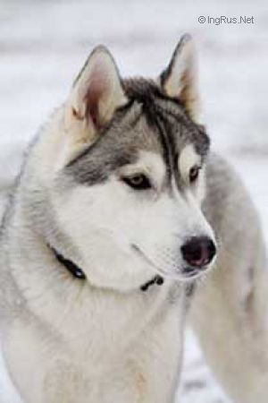 Photo of Belstok Miss Perfection