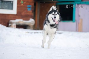 Photo of Husky Haven Ledgent of Snow