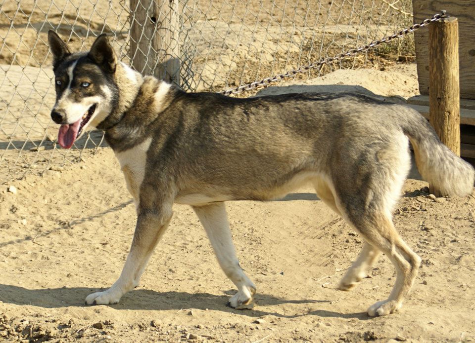 Photo of Starfire’s Iris of Deer Creek