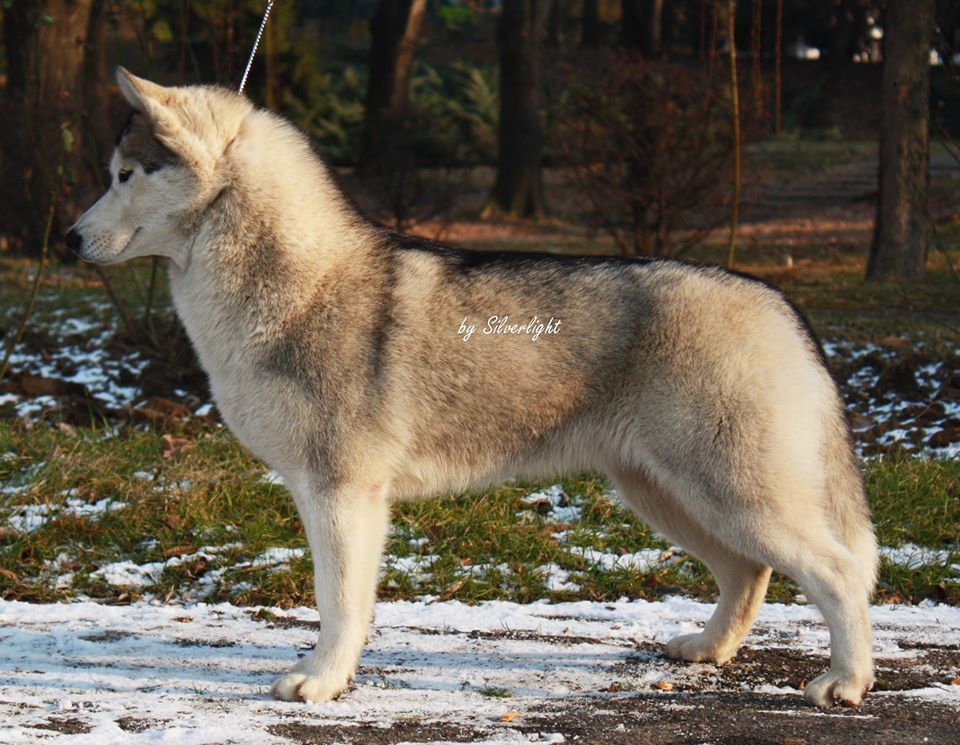 Photo of Electra of Silverlight