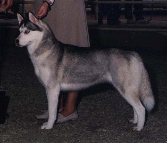 Photo of Sno-Magic’s Irish Cream