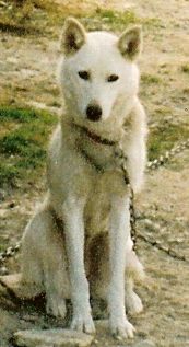 Photo of Spotty