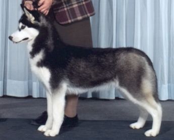 Photo of Bain’s Northern Allinthechase