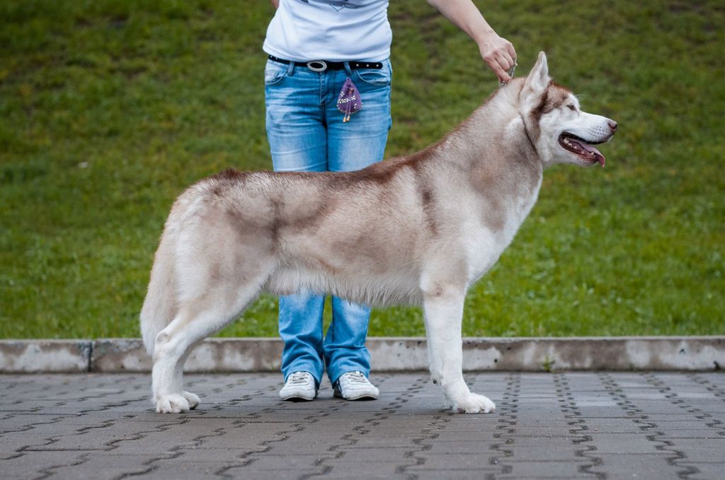 Photo of Husky Imperial Great Hunter