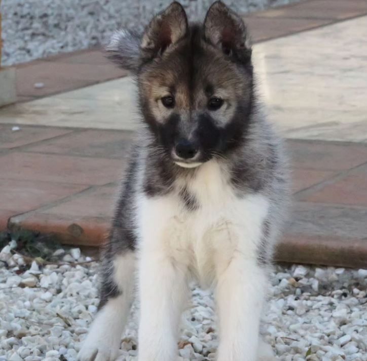 Photo of white holw's Killer Queen