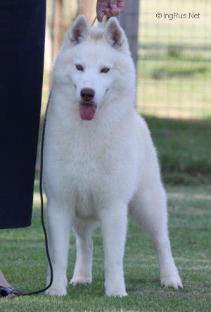 Photo of Foxfire Bolero
