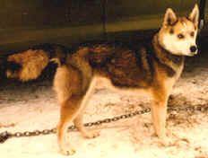 Photo of Muad’dib Of Windigo