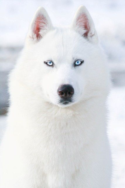 Photo of Semargl Oree VIS Antares