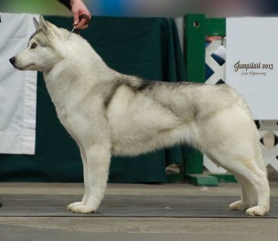Photo of Nanook’s Yukon Lady