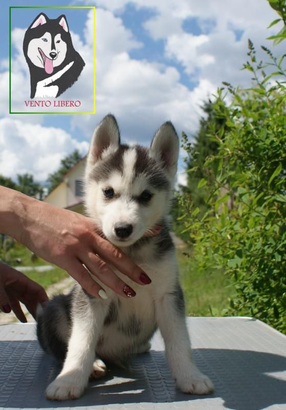 Photo of Vento Libero Dzhiz Arug Shaitan