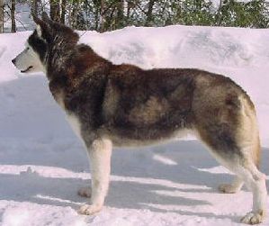 Photo of Kiana’s Little Coyuk