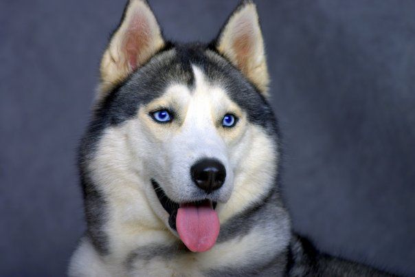 Photo of Husky Haven Back To Red East