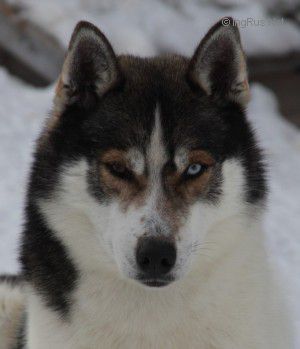 Photo of Sainen Geir Moen