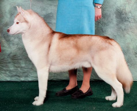 Photo of Chimini’s Peregrin Took