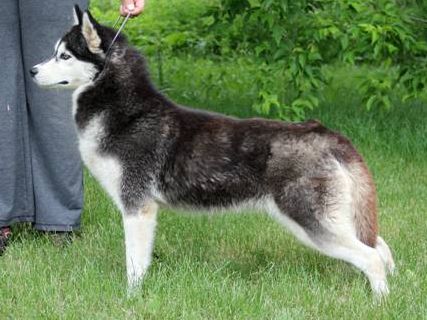 Photo of Kortar’s Kottagirl