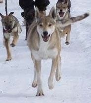 Photo of Sperber's Torne Mark's O'Holly