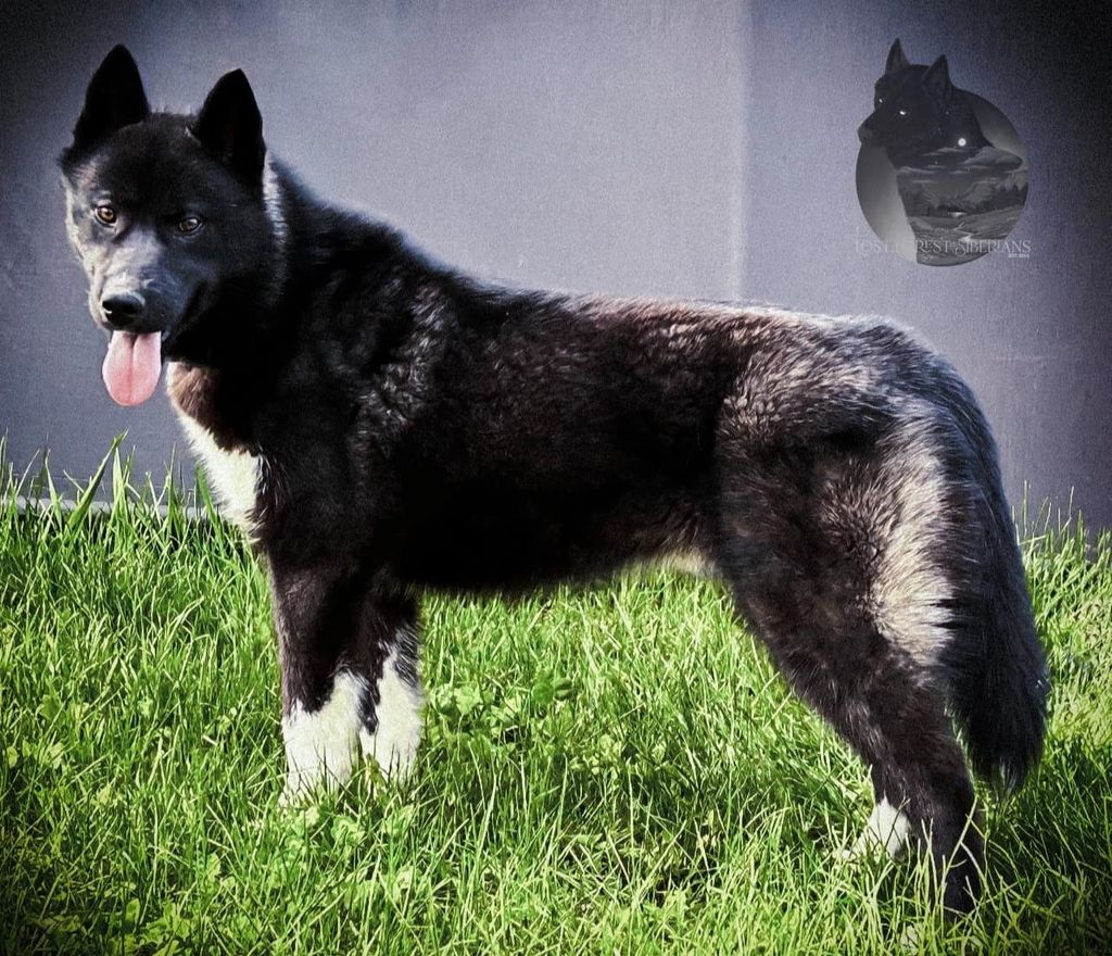 Photo of Nightside's Noble House of Black