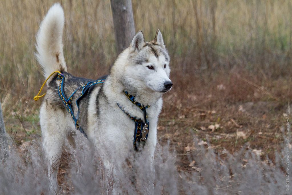 Photo of Laitkiper’s Moon Field Wind