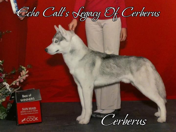 Photo of Echo Call’s Legacy Of Cerberus