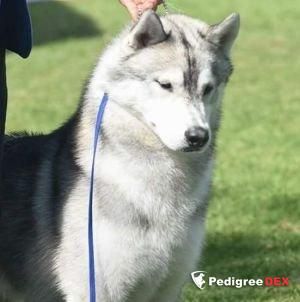 Photo of Kiowa Snow Grey(huerta)