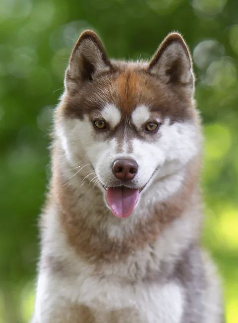 Photo of Husquisher Cloud Nine