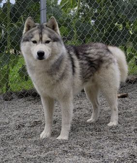 Photo of Kaniska's Fenrir Twilight of the God's