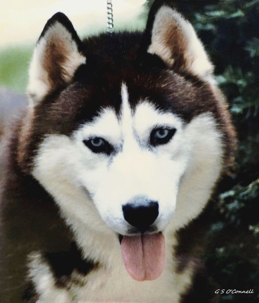 Photo of Talocon's Arctic Polaris