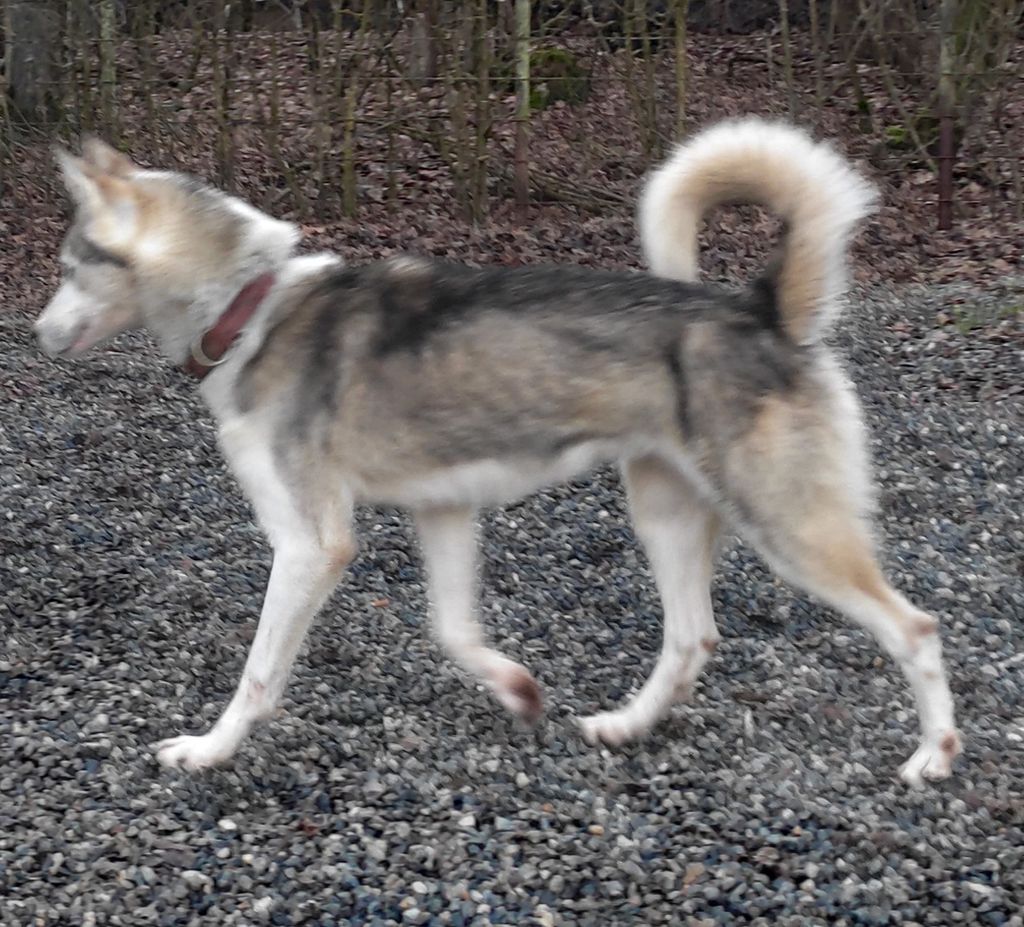 Photo of Il colle siberiano kennel's Falcon