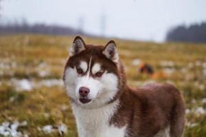 Photo of Husky Haven Gravity Of Love