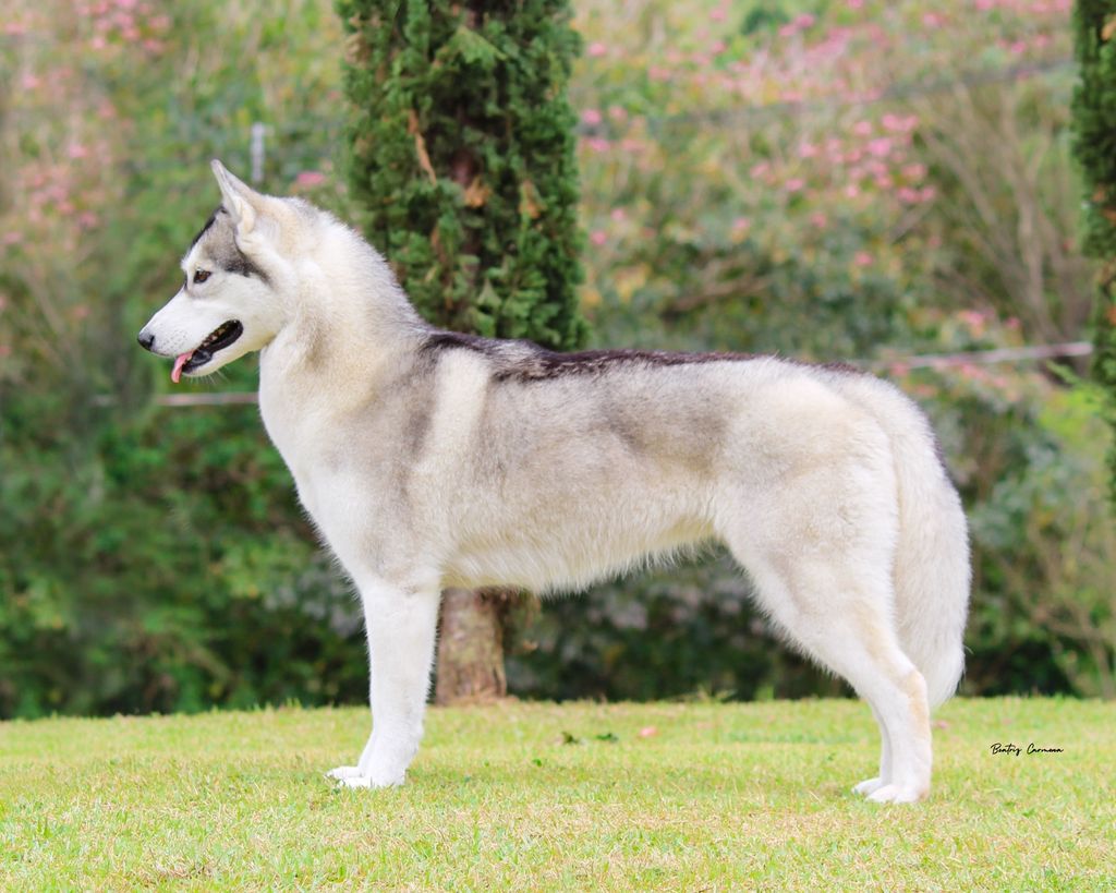 Photo of Maltoki's Artic Princess