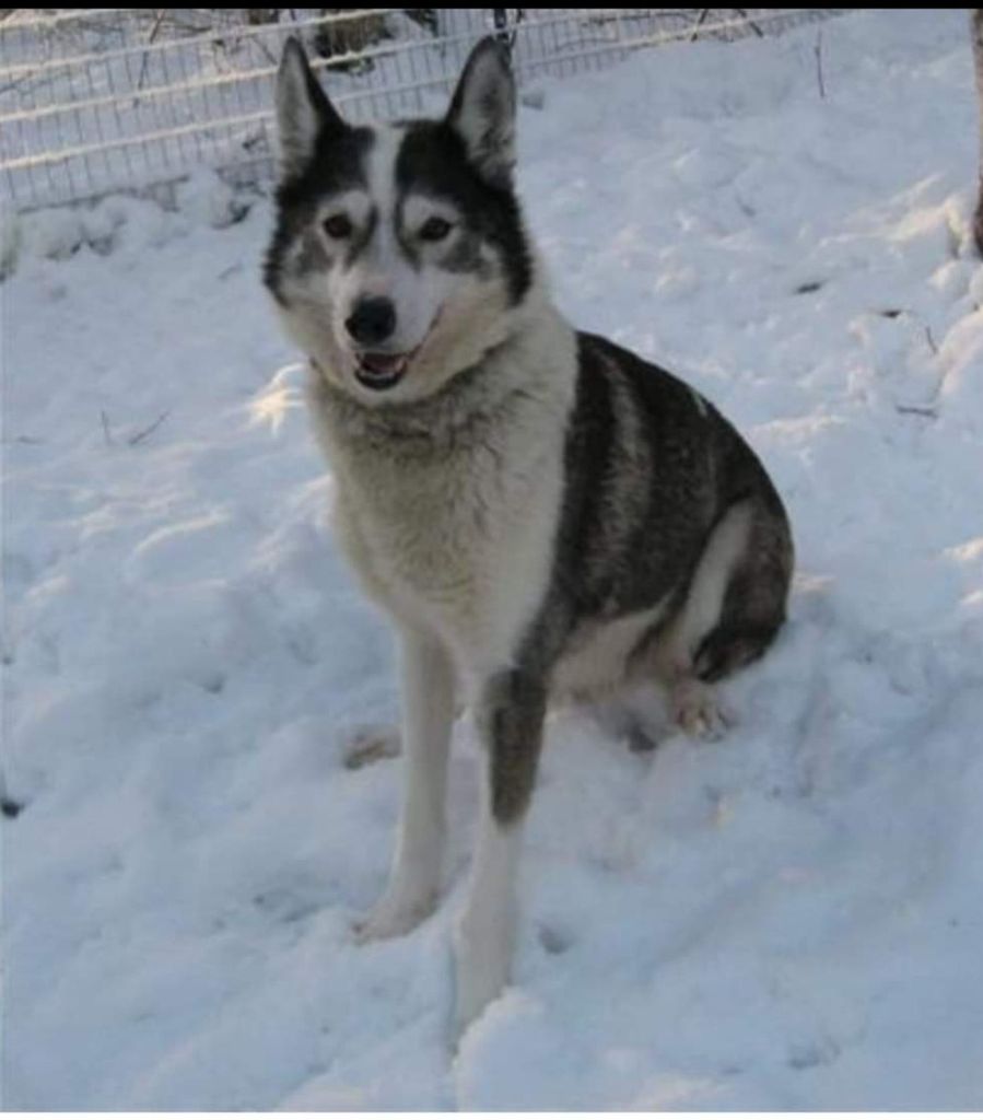 Photo of Whisper's Racing Stripes