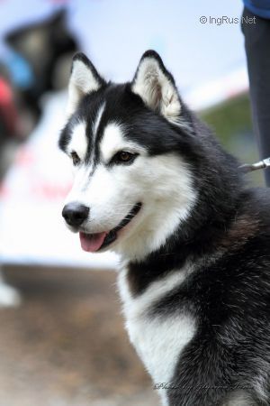 Photo of Husky Haven Teddy Boy