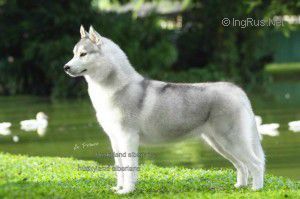 Photo of Tunghat's Born To Be A Star