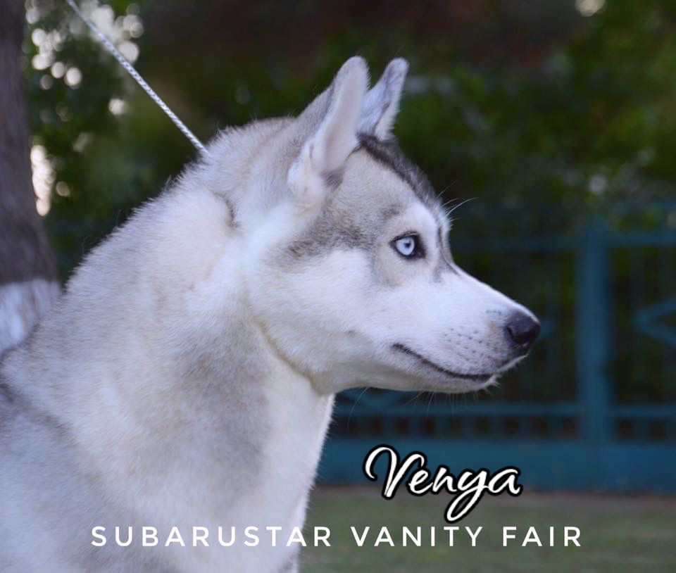 Photo of Subarustar Vanity Fair