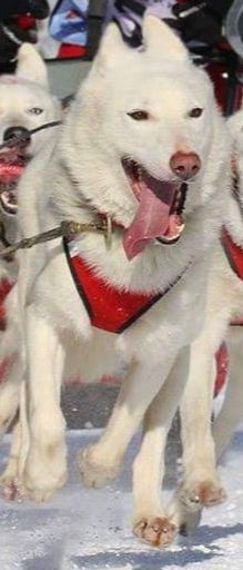 Photo of Il colle siberiano kennel’s Kio