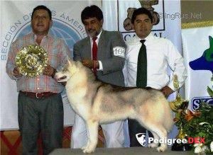 Photo of Sibirland’s Kripto