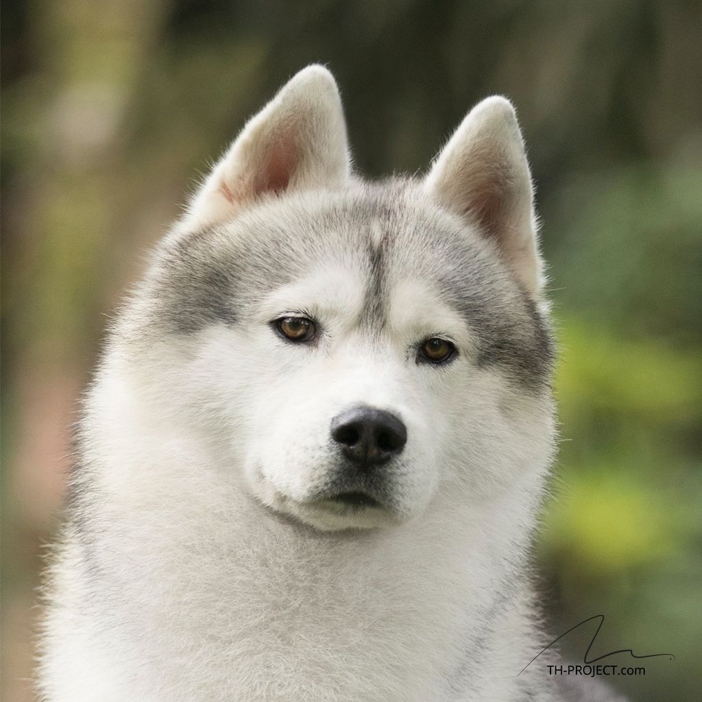 Photo of Snowmist's Gandalf
