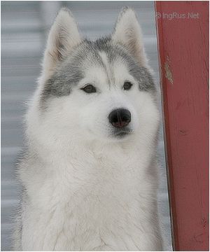 Photo of Husky Haven Bluebird