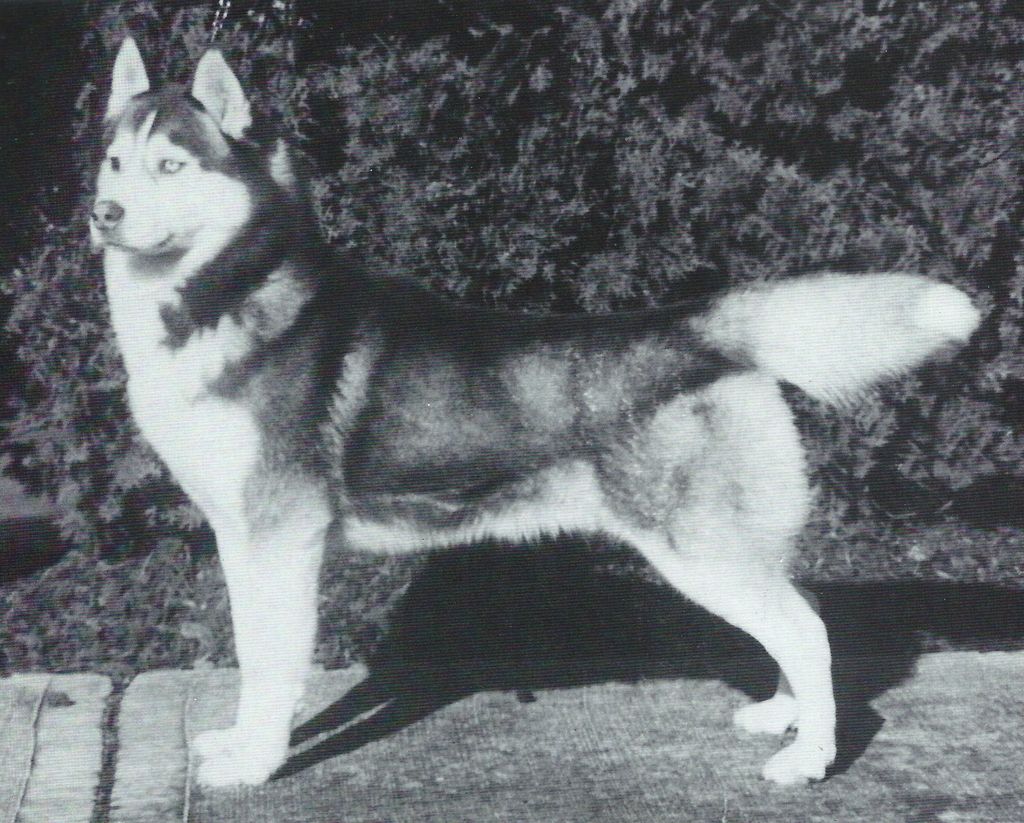 Photo of Kossok’s Hershey Kiss