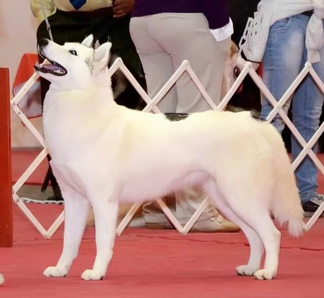 Photo of Vega Star’s Real Chance Panda