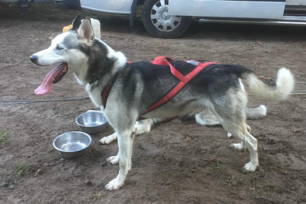 Photo of Cyrus ab Canis Polaris