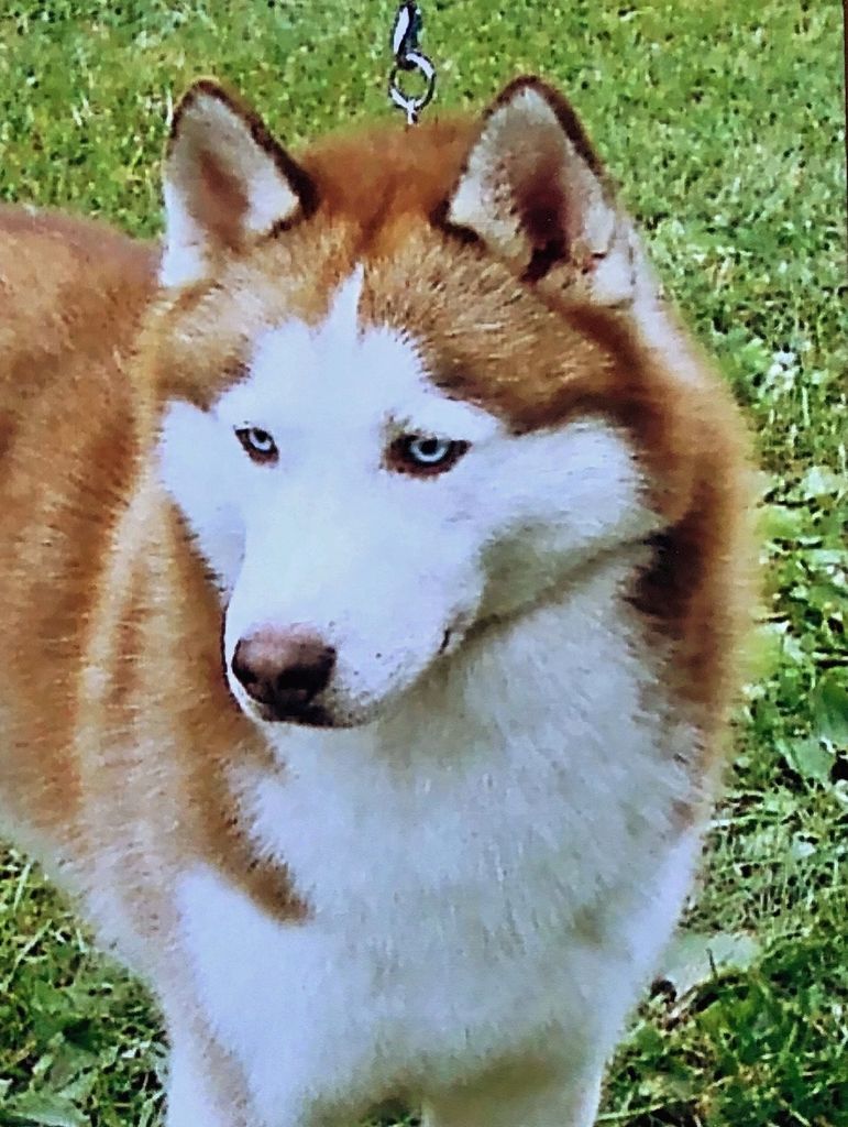 Photo of Talocon’s Winter Rurik