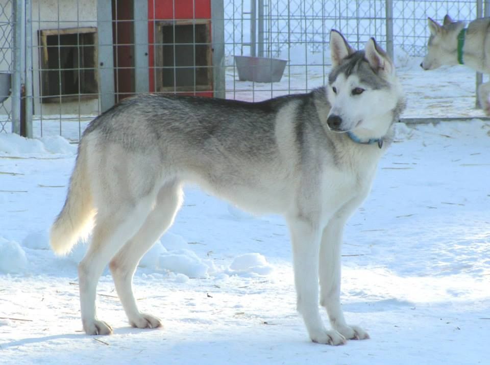 Photo of Myggen av Vargevass