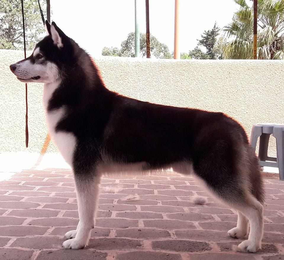Photo of Anakin IV