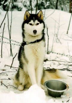 Photo of Arctic Soul Babrico
