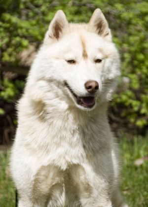 Photo of Artyomov Roxy For Husky Haven