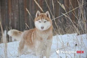 Photo of Fantay Solntsa S Goluboy Zvezdy