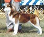 Photo of Arcticlight’s Number One Belle