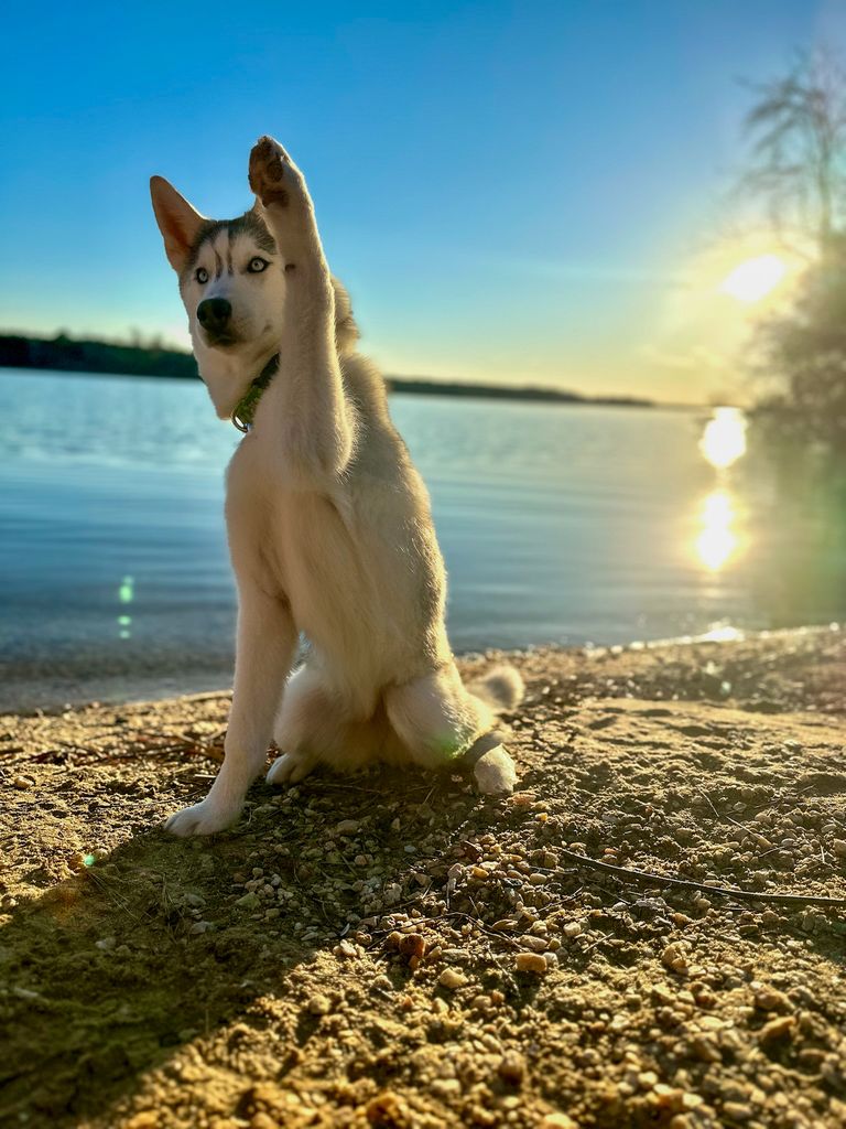 Photo of Ivie's Champagne Supernova