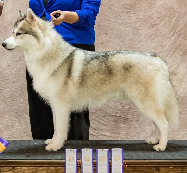 Photo of Echoing Wind’s Kruizin Kodiak Moment